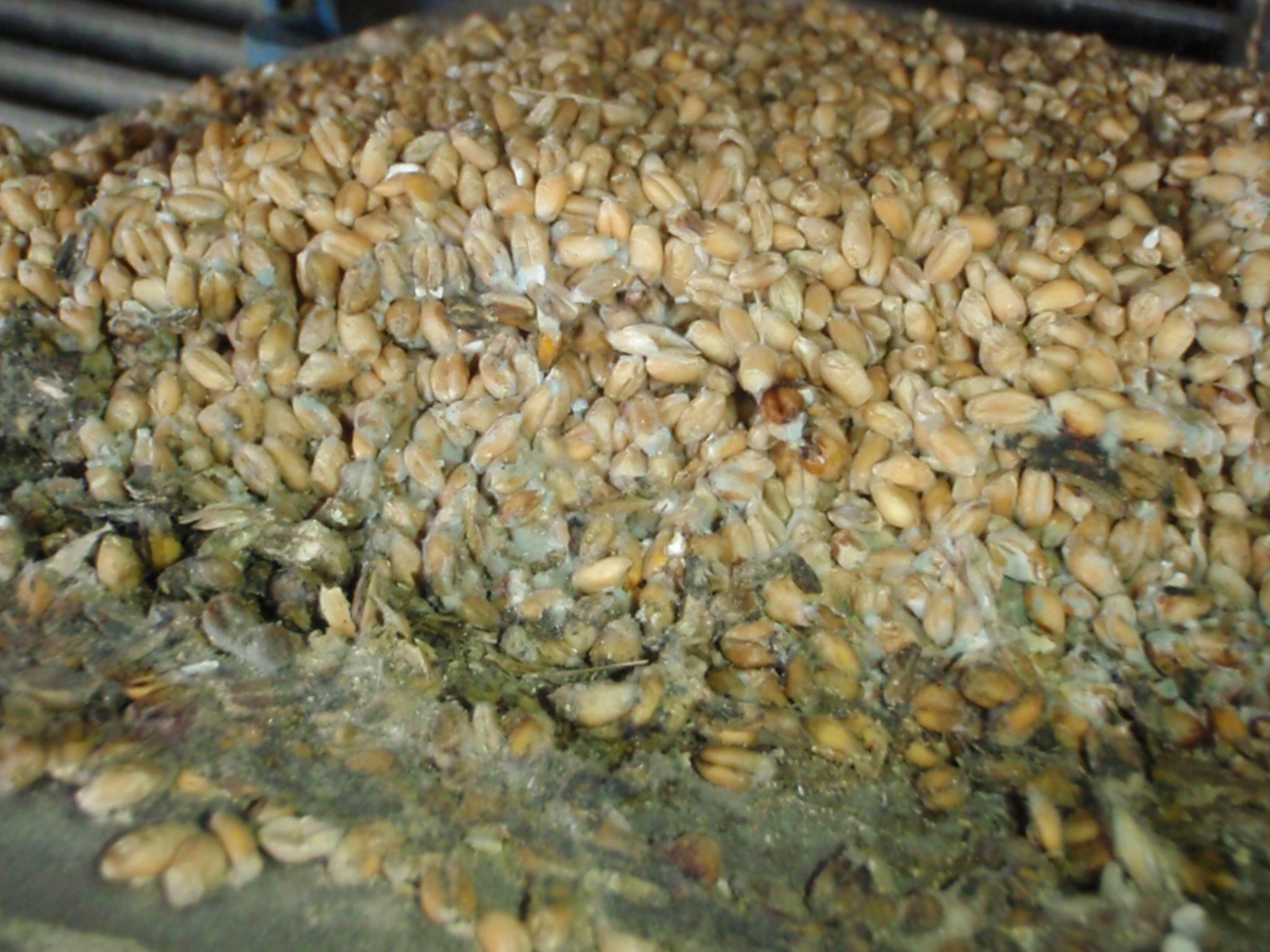 GRANO 1.JPEG